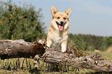 CORGI PEMBROKE 177